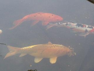 ...83 in totaal ( tot nu toe ) ...