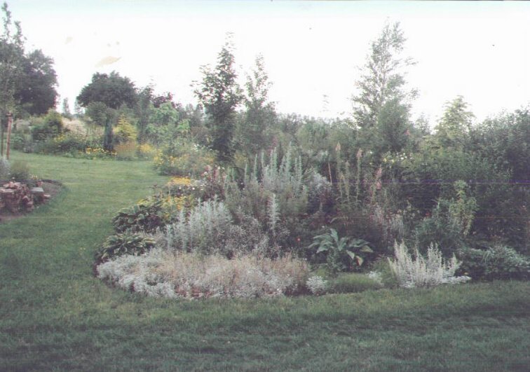 De planten gaan snel de hoogte in.