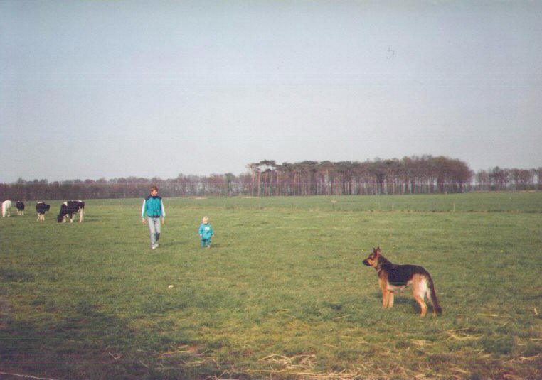 In de weilanden liepen de koeien te grazen. Zoals het ook hoorde!